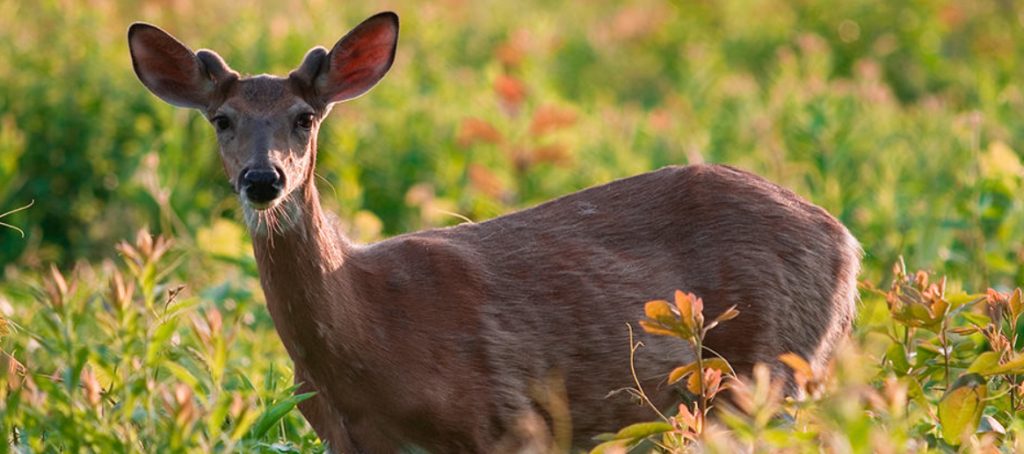 Deer Farming