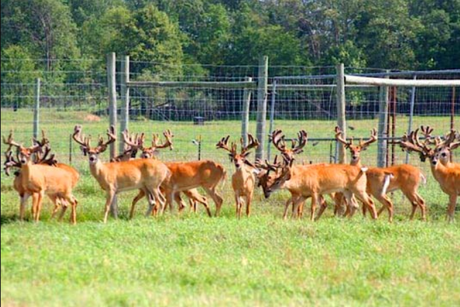 Deer Farming