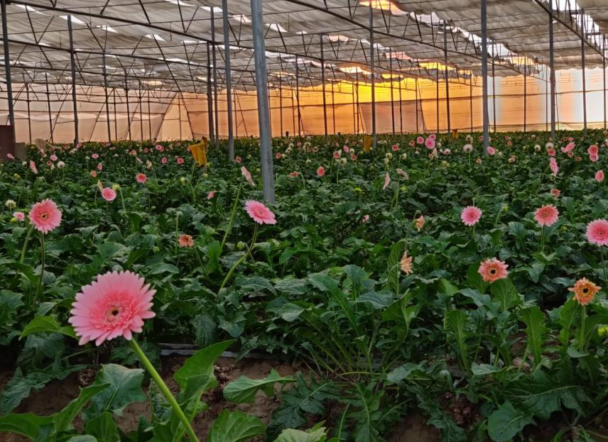 Flower Farming