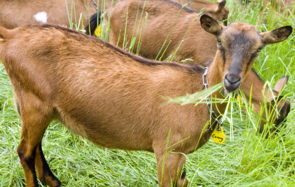 Goat Farming in Bihar