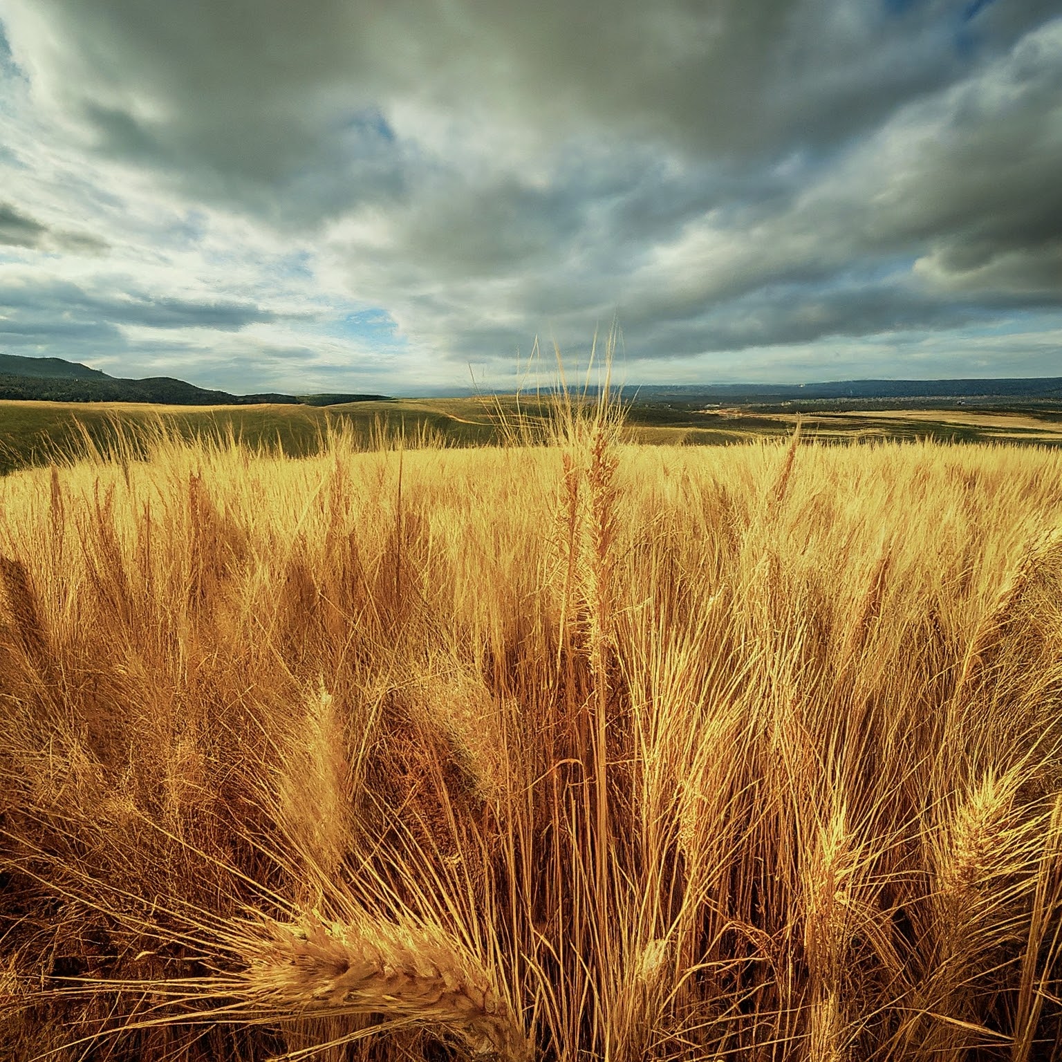 Wheat Yield Set to Soar: Positive Weather Boosts Expectations in Northern India