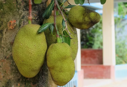 Jackfruit Farming