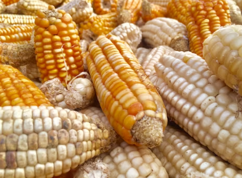 Fighting Armyworm in Maize Crops