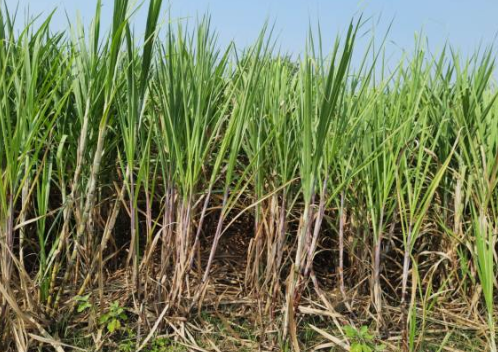 Sugarcane Cultivation Guide