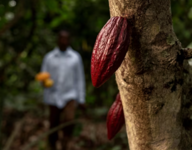 cocoa plantation