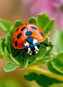 Ladybug Scents: A Sustainable Pest Control Solution