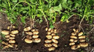 Potato Harvesting: Tips for Maximizing Yield and Quality