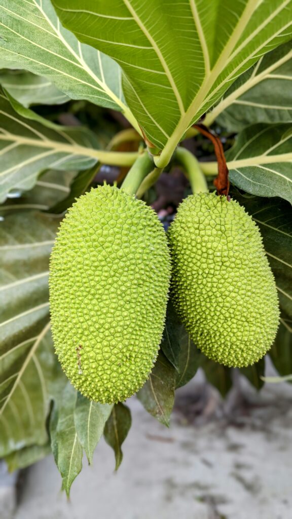 Jackfruit Farming Guide