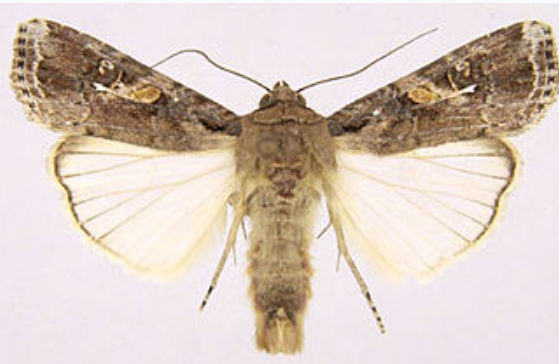 Fighting Armyworm in Maize Crops