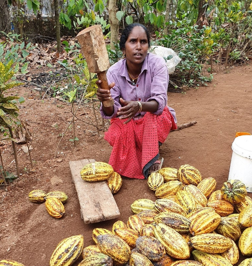 Radha Cocoa Plantation