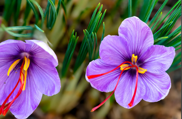 challenges facing saffron farmers in Pampore