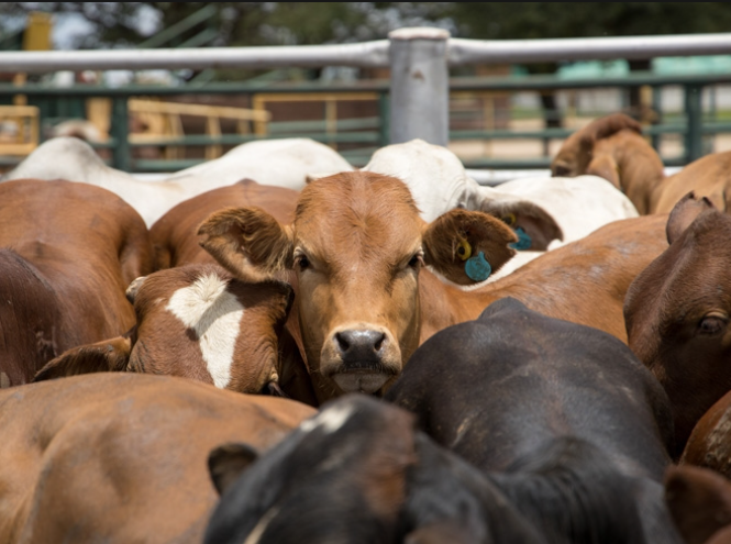 The National Livestock Mission (NLM): Enhancing Livestock Production and Sustainability