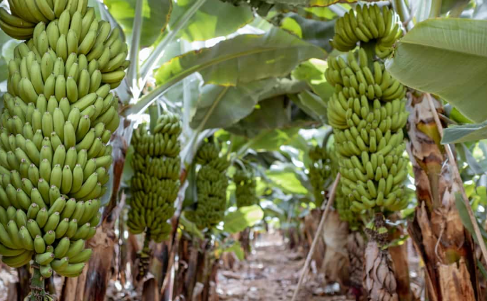 Earn Big with Banana Farming: Low-Cost, High-Profit Agriculture