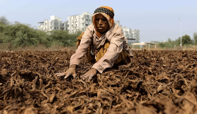 Karnataka's tobacco industry thrives despite drought, showcasing resilience and government support.