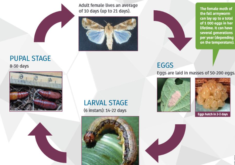 Fighting Armyworm in Maize Crops