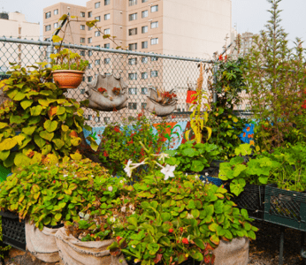 A Guide to Rooftop Gardening