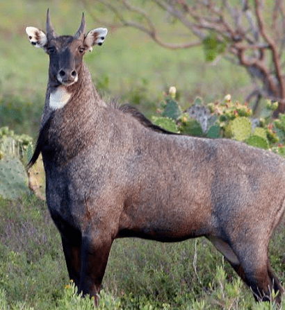 Ways to Protecting Your Crops from the Menace of Nilgai and Pigs!