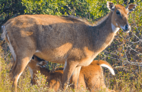 Ways to Protecting Your Crops from the Menace of Nilgai and Pigs!