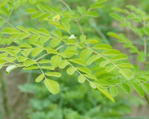 Moringa: A Superfood for Health and Wellness