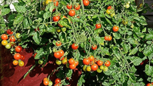 Top 8 Tips For Controlling Pests in Your Cherry Tomato Garden