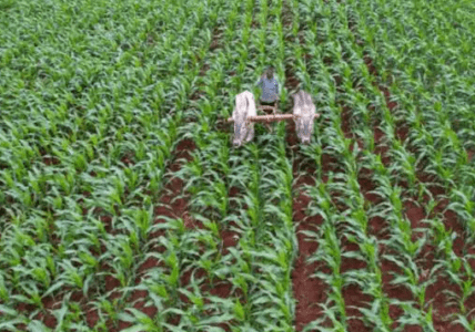 Chhattisgarh Government Transfers Rs 13000 Crore to 2.4 Million Farmers' Accounts