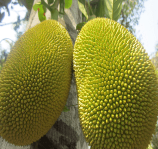 Converting Jackfruit into a Long-Lasting Ready-to-Eat Curry: A Game-Changing Innovation