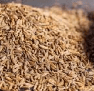 Jeera Prices Roars: Cumin Market Prices Surge Across India