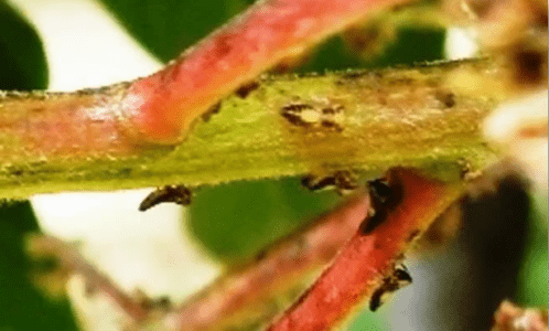 Protect Your Mango Crop Yield - Effective Strategies to Manage Mango Hoppers In This Summer