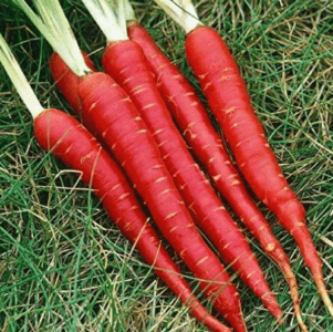 Somani Seeds Ajuba 117 Red Carrot: Features, Benefits, and Storage Capacity