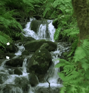 International Day of Forests 2024: Celebrating the Role of Forests in a Greener Future