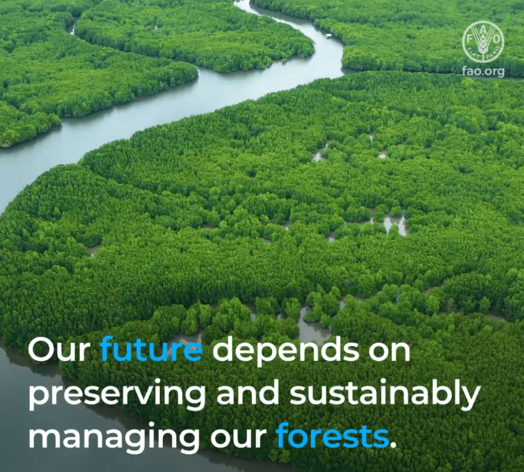 International Day of Forests 2024: Celebrating the Role of Forests in a Greener Future