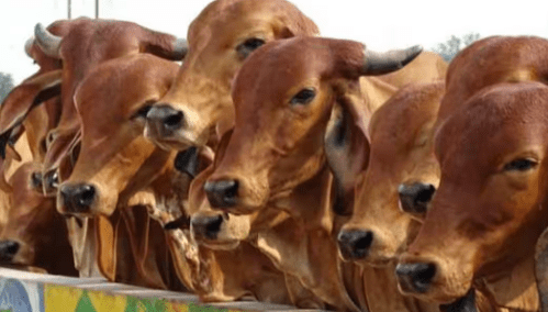 Desi vs. Jersey Cow: Understanding the Key Differences for Successful Animal Husbandry