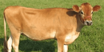 Desi vs. Jersey Cow: Understanding the Key Differences for Successful Animal Husbandry