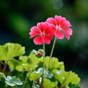 A Comprehensive Guide to Geranium Cultivation for Optimal Yield