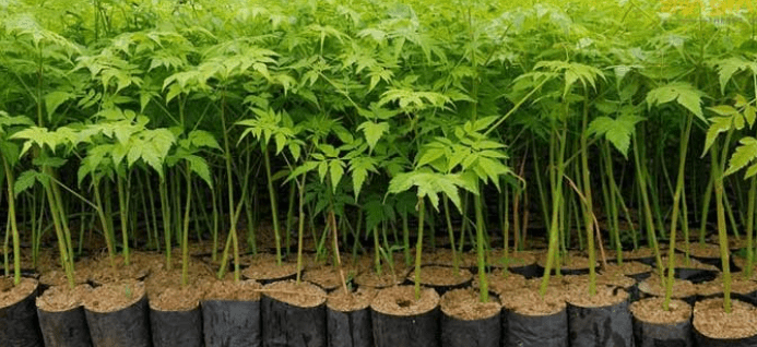 Malabar Neem Farming-A Step-by-Step Guide To Increase Income