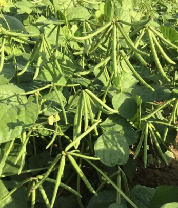 Subsidy on Moong Seeds: Boosting Agriculture in Uttar Pradesh