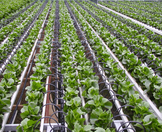 Drip Irrigation - Apply For Subsidy Under Pradhan Mantri Krishi Sinchai Yojana