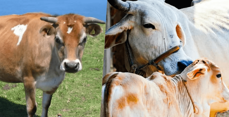 Desi vs. Jersey Cow: Understanding the Key Differences for Successful Animal Husbandry