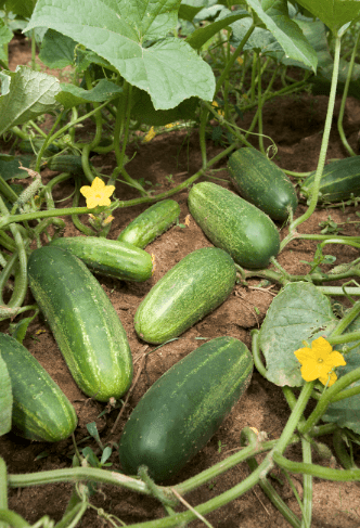 Summer Vegatables:- Onion,Okri,Cucumber,Brinjal