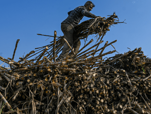 New Price Hike Of Sugarcane Rs 25 at Rs 340 per quintal