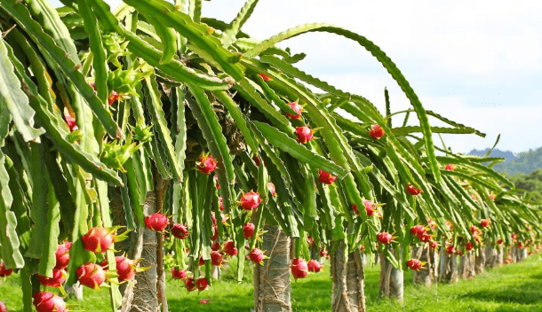 Discover the Health Benefits of Dragon Fruit