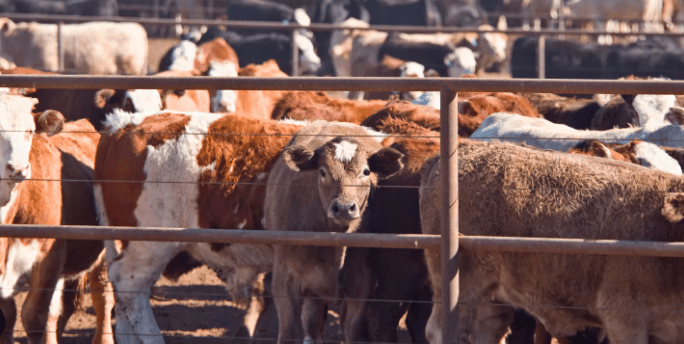 Guide To Protect Your Livestock In Summer