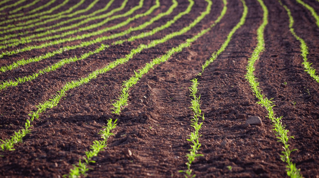 Ways to Revive Soil Health and Reuse Old Soil