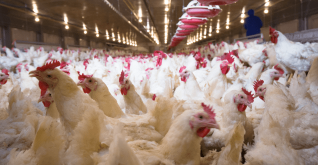 India's Poultry Industry: A Booming Export Market in 2023-24
