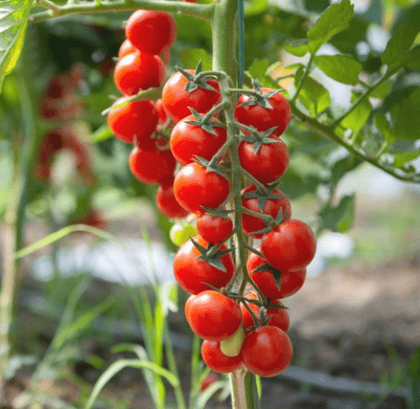 Top 8 Tips For Controlling Pests in Your Cherry Tomato Garden