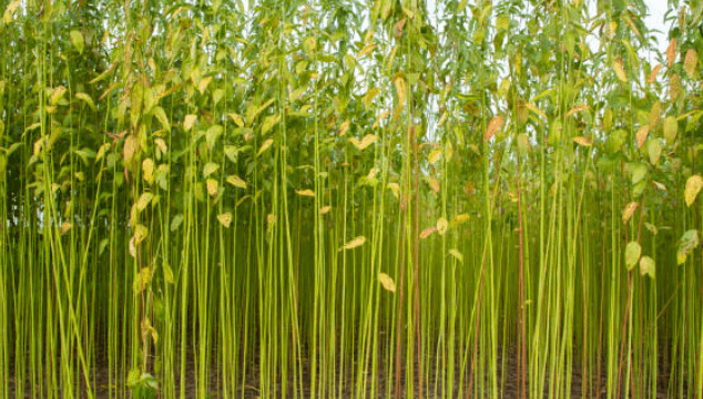 Jute MSP Increase 2024: Government Raises Minimum Support Price for Raw Jute