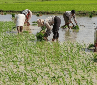 Chhattisgarh Government Transfers Rs 13000 Crore to 2.4 Million Farmers' Accounts