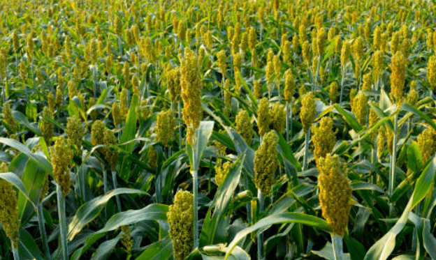 Maize & Millet Summit 2024: Nourishing Nations for a Healthier Future