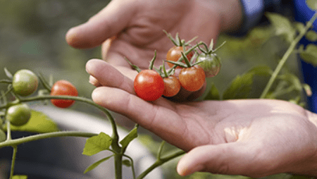 Top 8 Tips For Controlling Pests in Your Cherry Tomato Garden