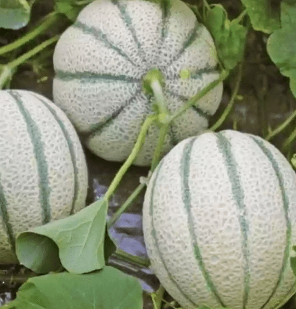 Top 5 Advanced Melon Varieties for Profitable Cultivation:Pusa Madhuras